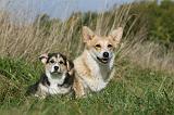 CORGI PEMBROKE 994